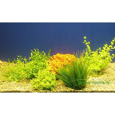 Lot de plantes d'avant-plan pour aquarium - 5 plantes en pot