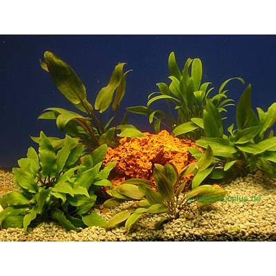 Lot de plantes Cryptocorynes pour aquarium - 5 plantes en pot