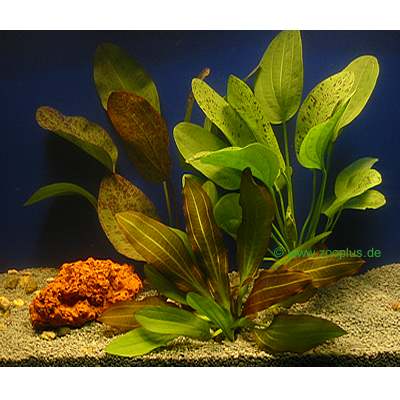 Lot de plantes Echinodorus pour aquarium - 5 plantes en pot