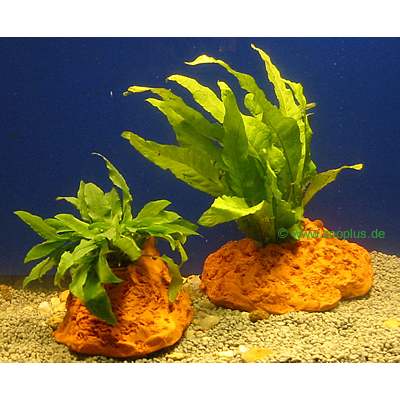 Pierres trou�es en argile avec plantes - 2 plantes