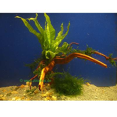 Arbre aquatique d�cor� de plantes - - 1 plante, environ 20 cm