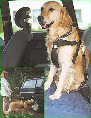 Ceinture de s�curit� pour chiens - - taille S: taille du poitrail 30-60 cm