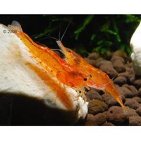 Crevettes mandarine Caridina propinqua lot de 10 crevettes