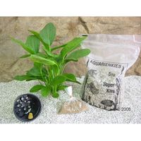 Lot de plantes m&egrave;res Echinodorus Ozelot vert - 1 lot