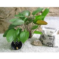 Lot de plantes m&egrave;res Echinodorus Red Flame - 1 lot