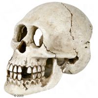 T&ecirc;te de mort pour aquarium - 15 cm environ