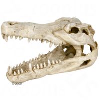 T&ecirc;te de mort de crocodile pour aquarium - 14 cm environ