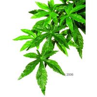 Comparez les prix Plante en soie abutilon hagen exo terra - dimensions: longueur 55 / diamètre 20 cm