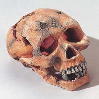 T�te de mort humaine pour aquarium - - taille : environ 15 cm