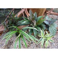 Comparez les prix Assortiment multicolore pour terrariums humides - 5 plantes