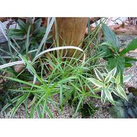 Comparez les prix Grand assortiment de plantes pour terrarium humide - 12 plantes
