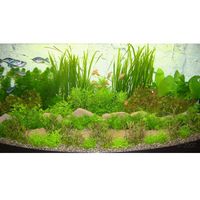 Paysage aquatique pour aquarium asiatique, type 1 - 48 plantes