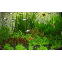 Paysage aquatique pour aquarium asiatique, type 2 - 63 plantes