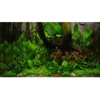 Paysage aquatique pour aquarium amazonien - 52 plantes