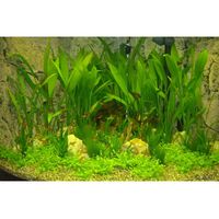 Paysage aquatique pour aquarium communautaire d'angle - 36 plantes