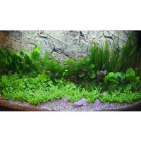 Paysage aquatique pour aquarium communautaire - 44 plantes