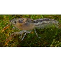 Ecrevisses naines Cambarellus chapalanus lot de 2 écrevisses 1 mâle 1 femelle