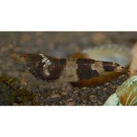 Comparez les prix Crevettes abeilles noires et blanches - caridina breviata - lot de 10 crevettes