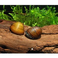 Comparez les prix Escargots mangeurs d algues - neritina pulligera - lot de 5 escargots
