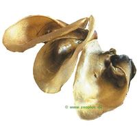 Oreilles de boeuf - - 100 friandises