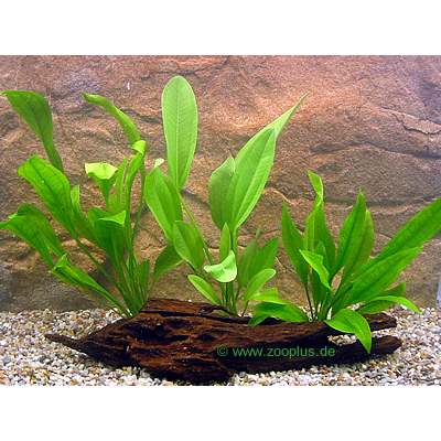 Lot de plantes d'Amazonie pour aquarium - 3 plantes