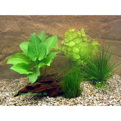 Lot de plantes en pot pour bassin � poisson rouge - 4 plantes en pot