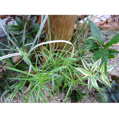 Grand assortiment de plantes pour terrarium humide - 12 plantes