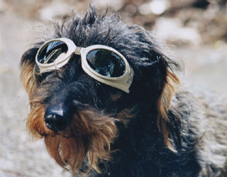 Lunettes pour chien Mini mod�le sp�cial - - mini