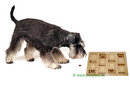 DogBrick - - L 40 x l 26 x H 3 cm