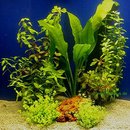 Lot de plantes pour aquarium de 60 cm - - 7 plantes en pot