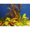 D&eacute;coration d'aquarium sur D&eacute;coration d'aquarium: Lot de plantes solitaires d'aquarium - 3 plantes en pot