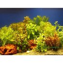 Lot de plantes color�es pour aquarium - - 10 plantes color�es