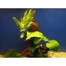 Racine d'ornement avec plantes aquatiques - - 1 plante, environ 25 cm