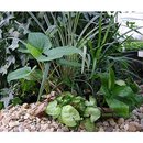 Assortiment de plantes pour terrariums - - 5 plantes