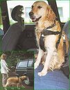 Ceinture de s�curit� pour chiens - - Taille S: taille du poitrail 30-60 cm