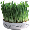 Gamelle en c�ramique + herbe � chat - 15 de diam�tre x H 4 cm + 50 g de graines