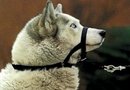 Collier anti-traction Halti, rouge - - taille 3 (labrador, doberman)