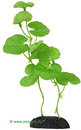 Hydrocotyle - plante aquatique artificielle - - H 30 cm