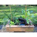 Kit bassin mini avec plantes pour balcon, terrasse & jardin - - L 62 x l 43 x H 25 cm