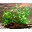 Lot de plantes d'aquarium pour débutants - - 4 sortes de plantes