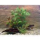 Lot de plantes rouges d'aquarium - - 3 sortes de plantes