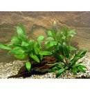 Lot de plantes Cryptocorynes d'avant-plan pour aquarium - - 3 plantes