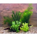 Lot de plantes color�es pour bassin � poisson rouge - - 5 sortes de plantes diff�rentes