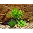 Lot de plantes pour aquarium de crevettes - - 3 sortes de plantes