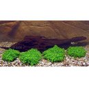 Lot de plantes pour aquarium de crevettes (style japonais) - - 4 plantes