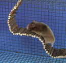 Pont suspendu pour hamster - - 55 cm x 7 cm