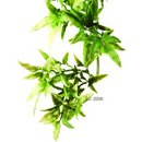 Plante en plastique Croton Hagen Exo Terra - - dimensions: longueur 45 / diam�tre 13 cm