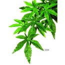 Plante en soie Abutilon Hagen Exo Terra - - dimensions: longueur 55 / diam�tre 20 cm