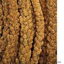 JR Farm Millet jaune des oiseaux - - 250 g
