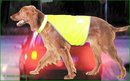 Gilet de s�curit� Safety-Dog - - taille M